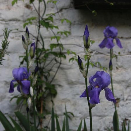 B&B Les Iris Брюксел Екстериор снимка